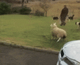 A sheep that always thought he was a dog,一直以为自己是只狗的绵羊