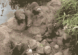 当一群水獭遇到一只蝴蝶，同步率爆表了！ - When a group of otters meets a butterfly, the synchronization rate burst.
