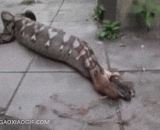 The python spit a kangaroo process,蟒蛇吐出一只袋鼠过程