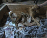 金毛犬生宝宝的过程 - The process of having a baby with a golden dog