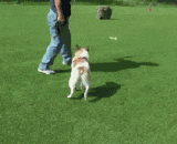 A dog who lost 7 inches of the spine,一只失去了7英寸脊椎的狗狗