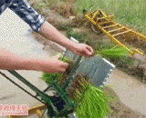 Low cost rice transplanter is very magical. It's too easy to grow rice.,低成本插秧机，很神奇，种水稻太省事了