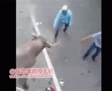 The bull picked the flying man and hit the tree.,公牛挑飞人，还撞到了树，伤害值加成