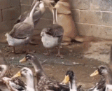 家禽届的扛把子大鹅....太欺负狗了！！！ - The poultry carry the handle big goose... Too bully the dog!!!