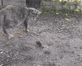 鸡：md看得我急死了，你不来我上了 - Chicken: MD see I'm dying. You don't come to me