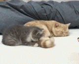 Small and bad, they say you're going to stop acting. Why don't you listen?,小坏坏，都说让你别闹了，怎么就不听话呢