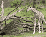 To be turned over by this giraffe, super cute,要被这个长颈鹿萌翻啦，超级可爱