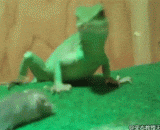 The lizard snapped the mouse head,蜥蜴咬断老鼠头