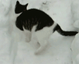 The dynamic map of all kinds of meow stars in the snow is snowing,各种喵星人玩雪的动态图 入雪呆呆哒