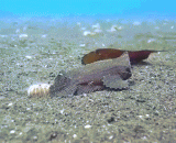 稜须簑鮋上演“伪装者” - A 