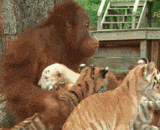 An orangutan feeding the tigers, love no race, love [7P],一只猩猩给小老虎喂奶，爱不分种族，大爱无疆[7P]
