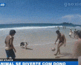 球技不如狗啊 - Ball skills are not as good as dogs