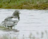 一只忘了自己是鸟的猫头鹰！ - A owl who forgot himself as a bird!