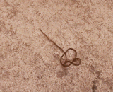 Hot wire worm,火烧铁线虫