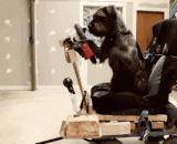一只会开车的狗狗，这么酷，一定开了挂[8P] - A dog that drives a car is so cool. It must have opened [8P].