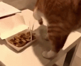 主人在吃臭豆腐，喵咪闻了闻，然后做出一个熟悉的动作 - The owner is eating stinky tofu, mew smells, and then makes a familiar move.