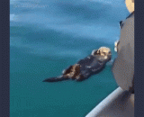 戳醒午睡的小水獭...“ 妈了个鸡的吓死爹了” - The Little Otter who woke up to nap.