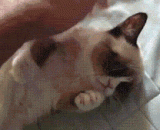 原来“不爽猫”也会笑，深深的醉了！ - The original 