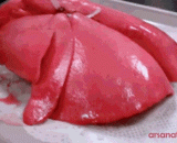 The aeration process of the lungs,肺部的充气过程