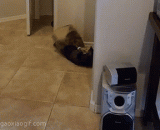 喵星人被东西套住头后，简直要疯了[3P] - The meow star is almost mad after being caught by things. [3P]