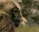 The look of the tusks of the lion tail baboon is a bit scary,狮尾狒獠牙的样子有点吓人
