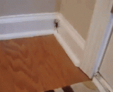 家里有蜘蛛怎么办？？？ - What do you do with spiders in your home???