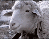 Look at what to see, haven't seen sheep eat grass! The sheep baa and eats petrified.,看什么看，没见过羊吃草啊！羊咩咩吃着吃着石化了