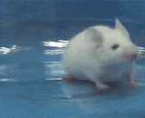 蜈蚣突袭，鼠生噩梦 - The centipede raids, the rat's nightmare