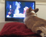 单身狗独自看爱情电影时，眼角有泪划过 - When a single dog watches a love movie alone, he has tears in his eyes.