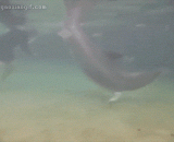 海豚生宝宝过程，小家伙一出生就活蹦乱跳的跟着妈妈游泳了 - When dolphins are born, they are swimming with their mothers when they are born.