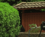 The Japanese warrior chopped high speed golf, worthy of being called the most powerful warrior in the modern era.,日本武士砍高速高尔夫球，不愧是被称为现代最强武士的人