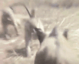 快、快、快上猪，有猎人来了 - Fast, fast, fast, a pig, a hunter coming