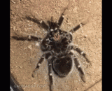 蜘蛛脱壳见过没？有点吓人 - Have you ever seen a spider's shelling? A little scary