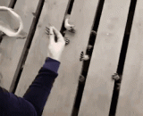 Feeding the raccoon under the plank on the plank... Horror movie is [2P].,在木板上喂木板下的浣熊吃东西....恐怖片即视感[2P]