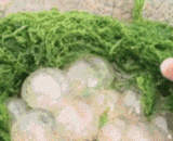 To get a nest from the water, what is this,从水里捞到一个窝，这是什么呢