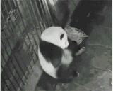 原来熊猫是这样生宝宝的[2P] - It turns out that the panda is such a baby's [2P]