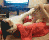 火急火燎的你遇到正在发脾气不愿意啪啪啪的女票 - You are in hot air. You meet a woman who is angry and does not want to crack.