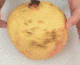 新技能get√：石榴的正确吃法 - New skills get: the right way to eat pomegranates