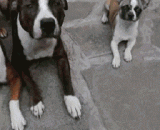 小婊砸，你给我回来保证不咬死你 - Little bitch, you give me a promise not to kill you