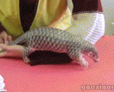 可爱婴儿穿山甲 - Cute baby pangolin