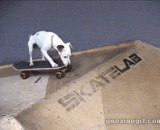 汪星人玩滑板都比我玩得好 - The Wang stars play better skateboards than I do