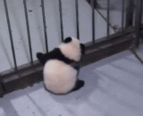 Big event, big event! The meat of the bear's flesh is out of prison!!!,大事件，大事件了！小熊精肉肉越狱了！！！