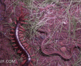 巨型蜈蚣VS蛇 - Giant centipede VS snake