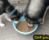 Look at what, this product is so fat and Laozi grab food, regardless of!,看什么看，这货这么肥还跟老子抢吃的，管不管！