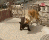 The performance of the bear and the child.,调戏熊孩子的下场，这格斗擒拿术玩的挻溜的呀