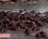 The crocodile misled the hippopotamus and was miserably abused,鳄鱼误入河马群，被惨虐