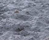 章鱼在地面上是这样走路的 - This is the way the octopus walks on the ground