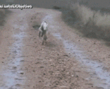 王者走位，草丛反走极限残血逃生。卧槽，厉害了我的兔！ - The king goes to the throne, and the grass goes back to the limit of blood and escape. FML my rabbit!