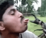 舌头vs螃蟹，夹死你个逗比 - Tongue vs crabs, kill your teasing
