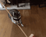 Keep a simple face at home. After cleaning up, put down the broom and shout [3P] hungry.,家里养了一只干脆面，打扫完卫生后放下扫帚就喊饿了[3P]